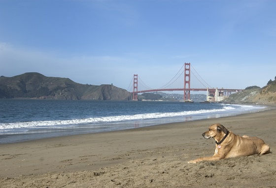 Sigue leyendo 7 destinations idéales pour partir en vacances avec votre chien