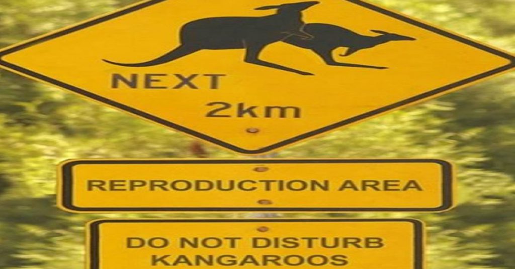 3. Laisser les Kangourous se reproduire en paix en Australie