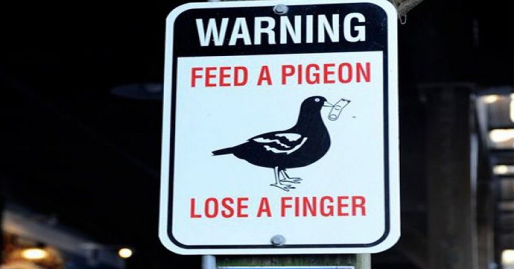 4. Des pigeons voraces aux Etats-Unis