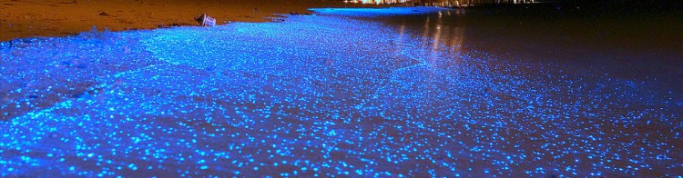 Quand la mer s&rsquo;allume