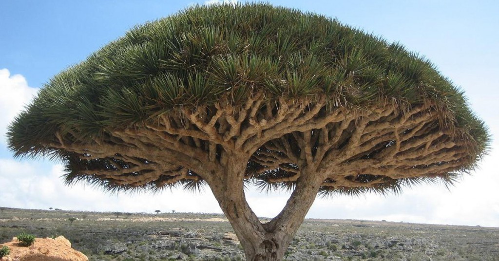 2. Le Dragonnier de Socotra