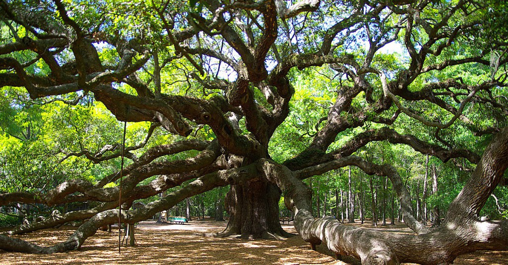 3. Le Chêne ange de Charleston - USA