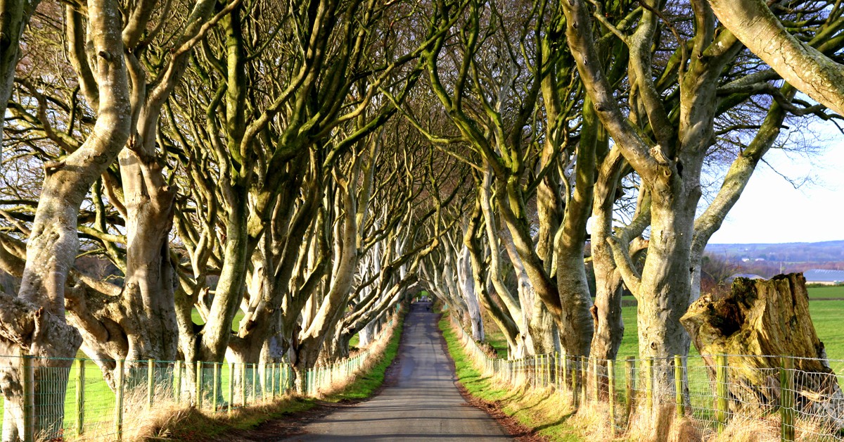 Dark Hedges -Littlest Allsort