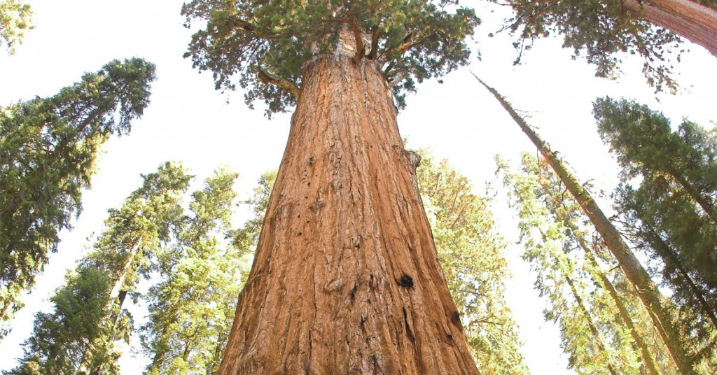 5. General Sherman - USA