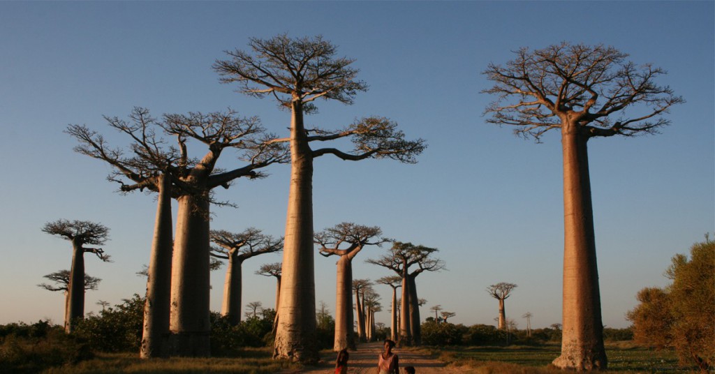 Sigue leyendo Les plus beaux arbres du monde