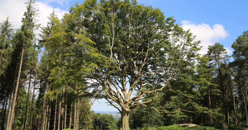 4. Le Hêtre de Ponthus - France