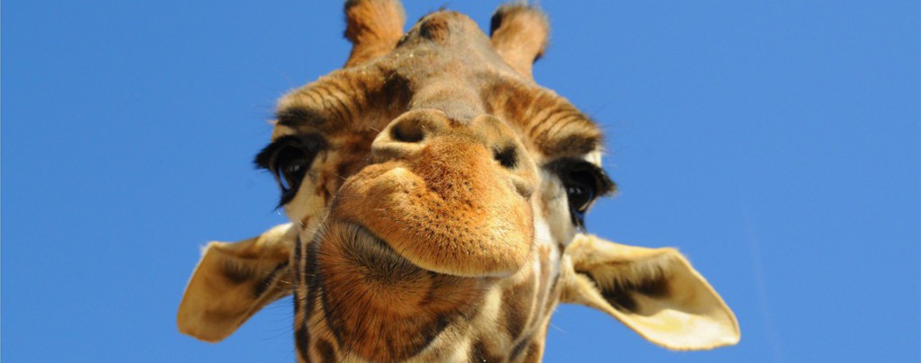 Sigue leyendo Les plus grands parcs animaliers du monde