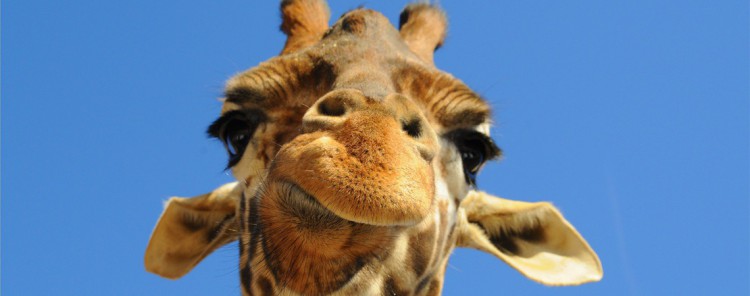 Les plus grands parcs animaliers du monde