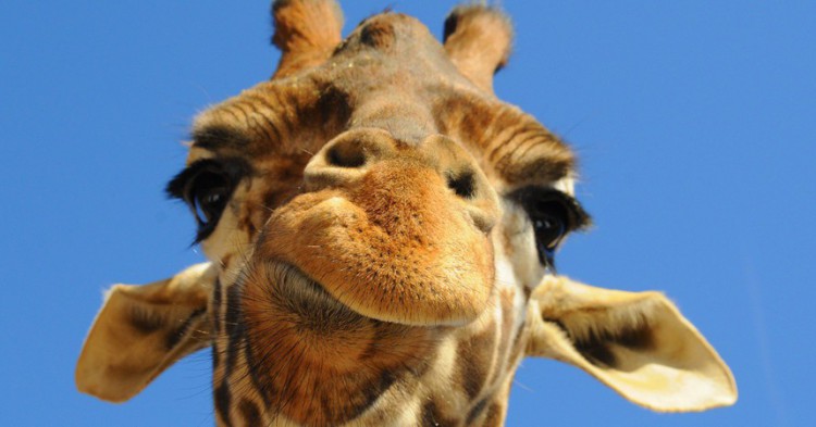 Sigue leyendo Les plus grands parcs animaliers du monde