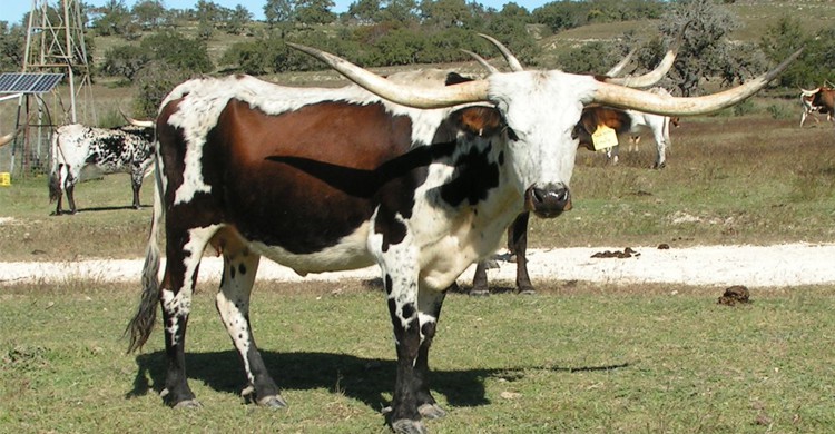 Red McCombs Wildlife