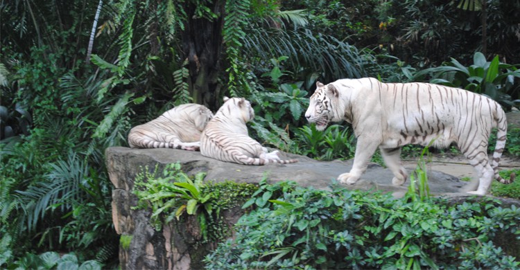 Zoo de Singapour
