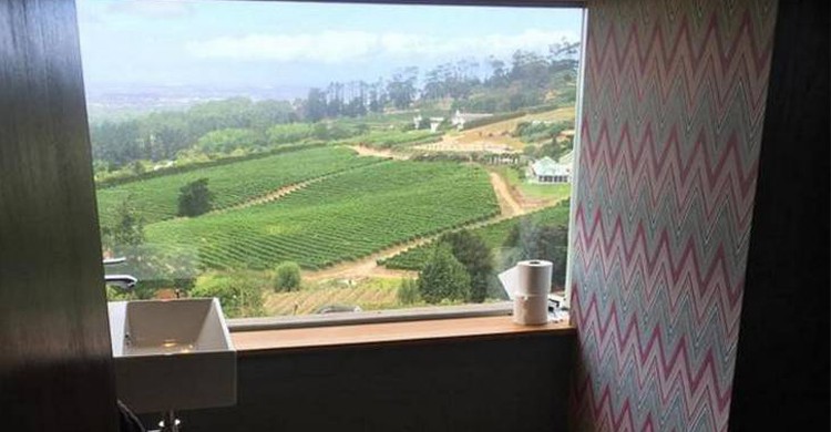 Vignes Afrique du Sud - recreoviral