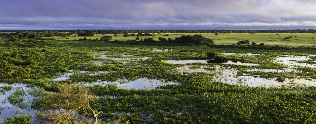 Le Pantanal