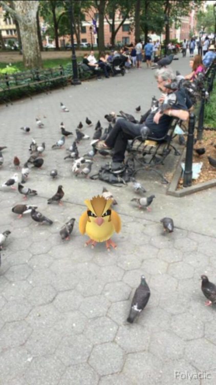 Pokémon au milieu des pigeons - Polvadic