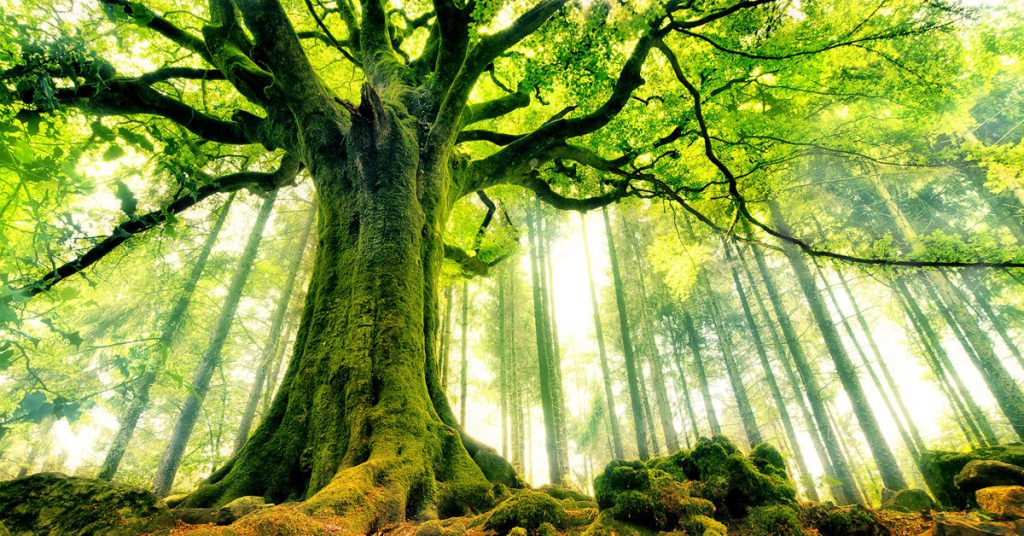 Brocéliande - gde-fon.com