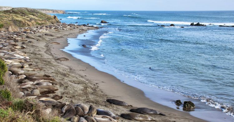 Piedras Blancas - anouslacalifornie