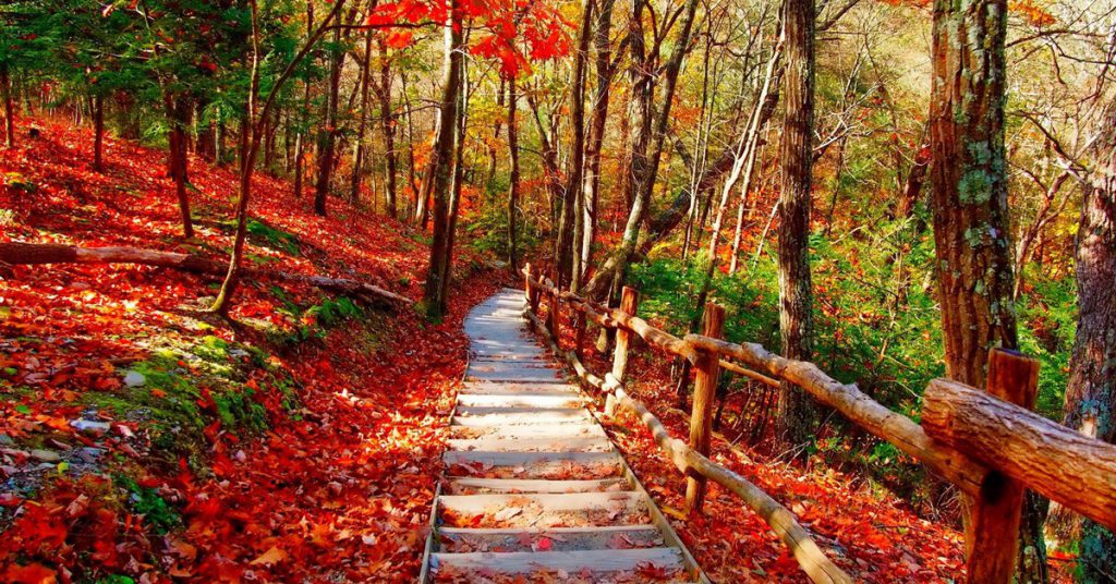 Red Forest - hqpictures.com