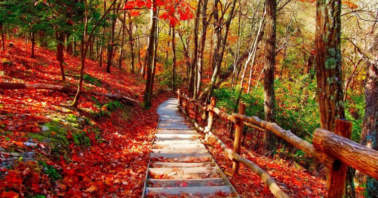 Red Forest - hqpictures.com