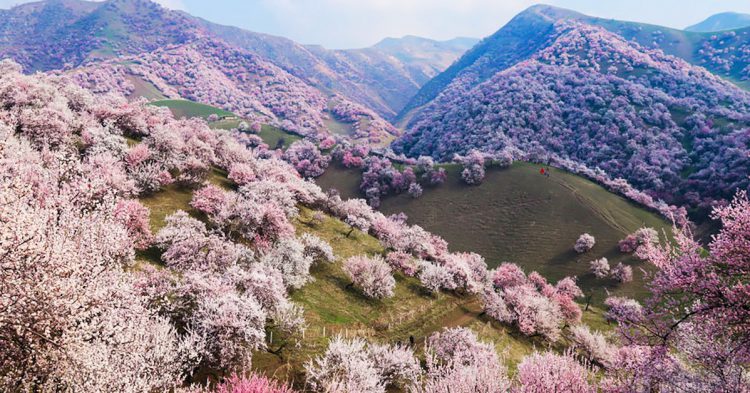 Yili Apricot Valley - behuntergartherer.com