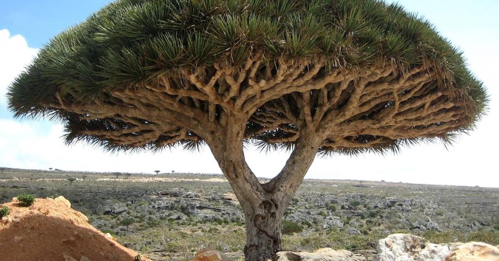 6. Le Dragonnier de Socotra