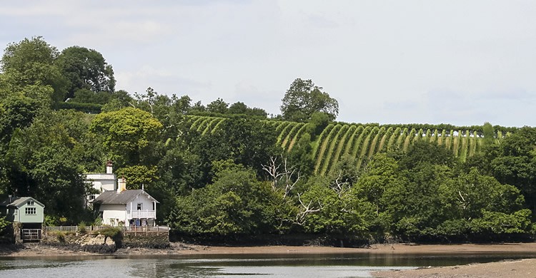 Devon - Tudor Barker