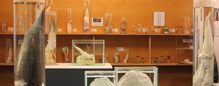 Sigue leyendo Les musées les plus bizarres du monde