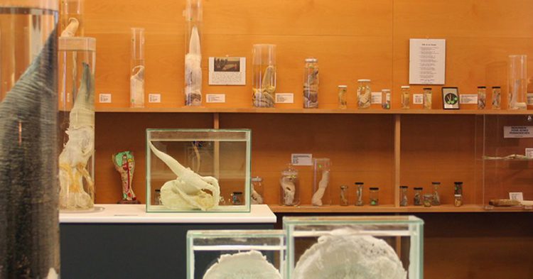Sigue leyendo Les musées les plus bizarres du monde