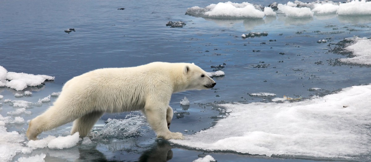 Ours blanc - zanskar