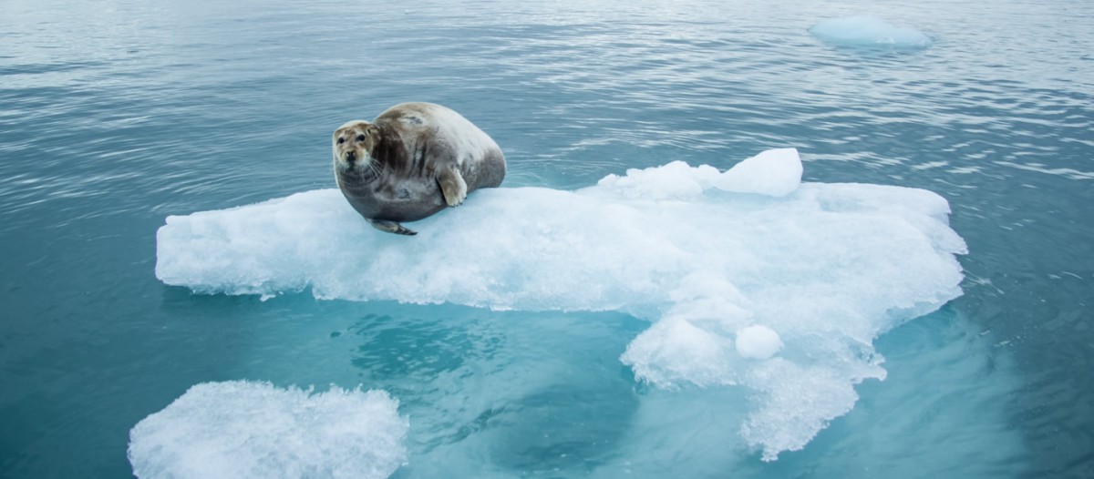 Spitzberg iceberg - sodar99