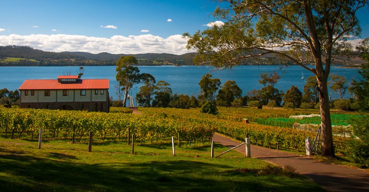 Tasmanie - Steven Johnson