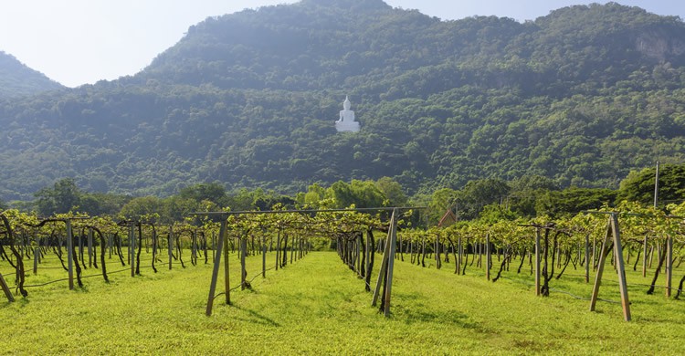 Thailande - nipastock