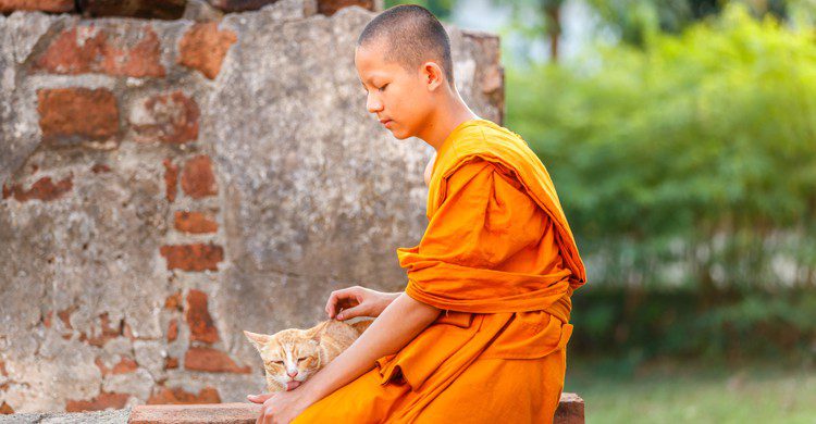 Birman - southownboy