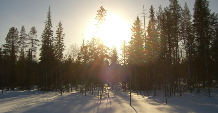 Forêt enneigé en Laponie
