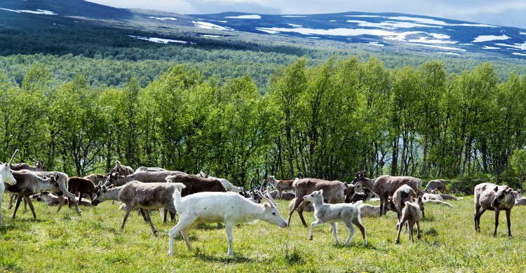 balades dans la nature sauvage