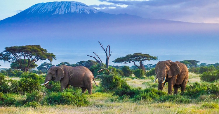 Partez à la découverte de l'Afrique - Istock