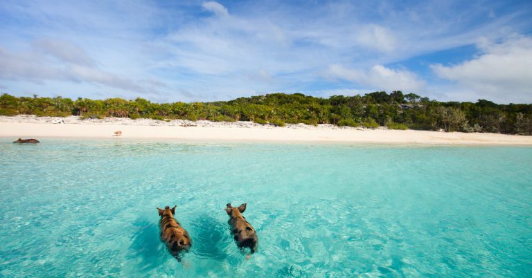<b>Les Bahamas</b><br>  Vous connaissiez les Bahamas pour ses plages paradisiaques, son sable fin et son eau turquoise ? Eh bien sachez que sur l'une des 360 îles qui composent l'archipel, celle de Big Major Cay regorge de cochons sauvages ! Ils se paient même le luxe de piquer une tête quand la température monte trop.