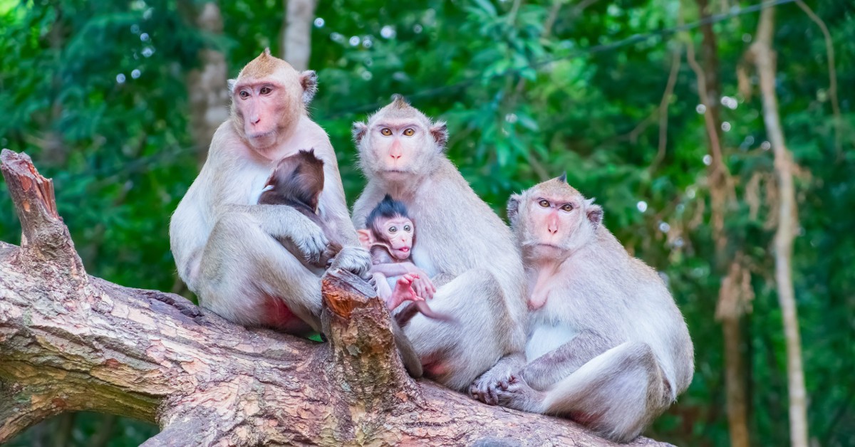  <b>Cayo Santiago</b><br>  C'est à Puerto Rico que vous pourrez découvrir Cayo Santiago, petit hameau du littoral. Plus de 800 singes rhésus y vivent. Porteurs du virus Herpes B, vous ne pourrez cependant les approcher que de loin mais la balade en bateau vaut vraiment le détour.