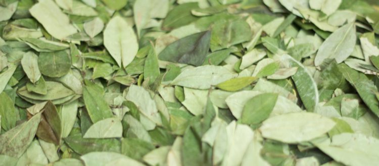 Ensemble de feuilles de coca 