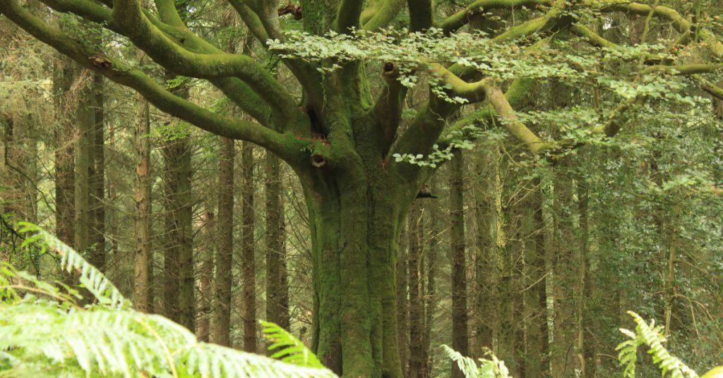 La Forêt de Brocéliande