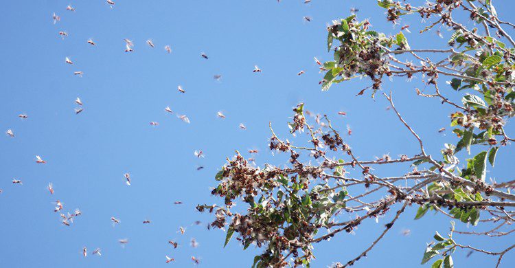 tempête animaux (Flickr)