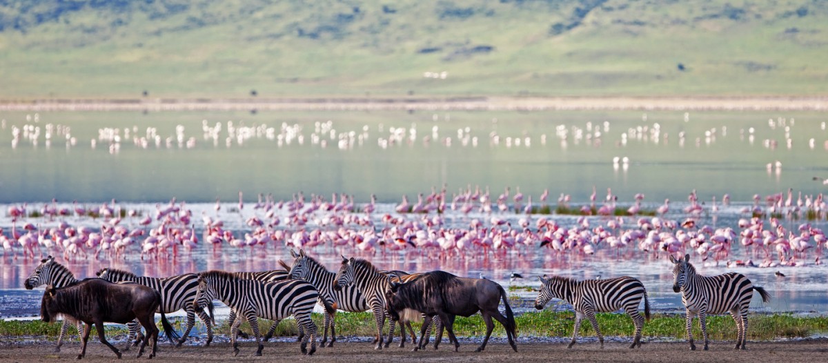 Faune sauvage du cratère de Ngorongoro, Tanzanie