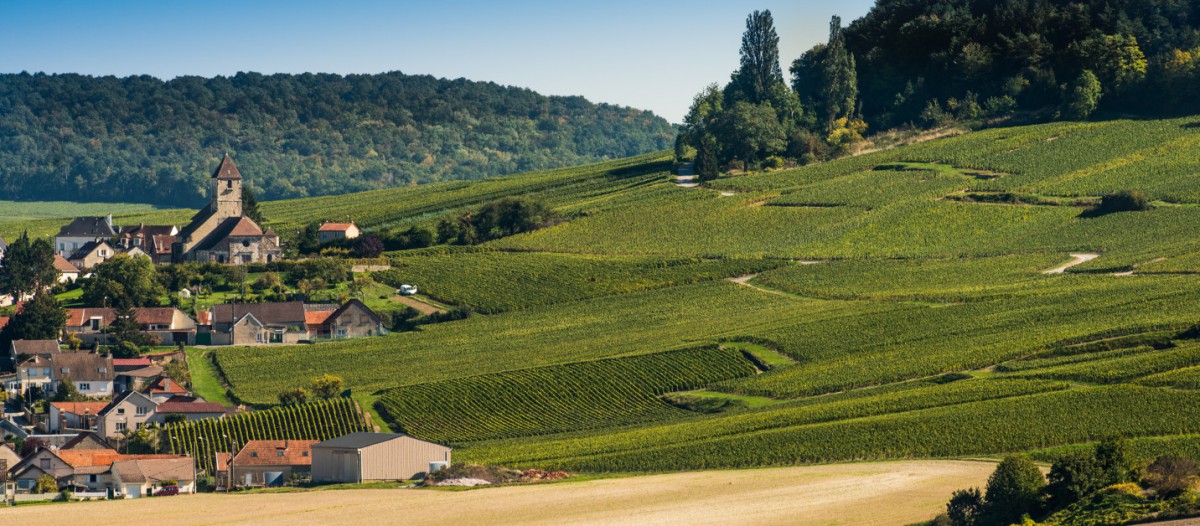 Les vigne de champagne à Cuis