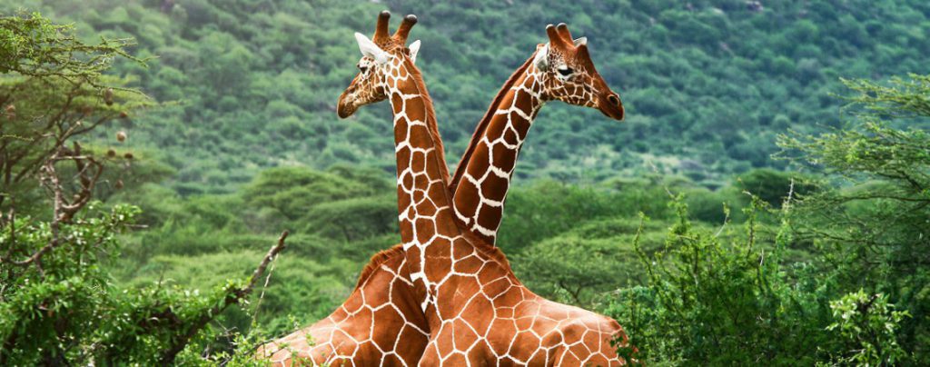 Sigue leyendo Les 5 safaris à faire au moins une fois dans sa vie