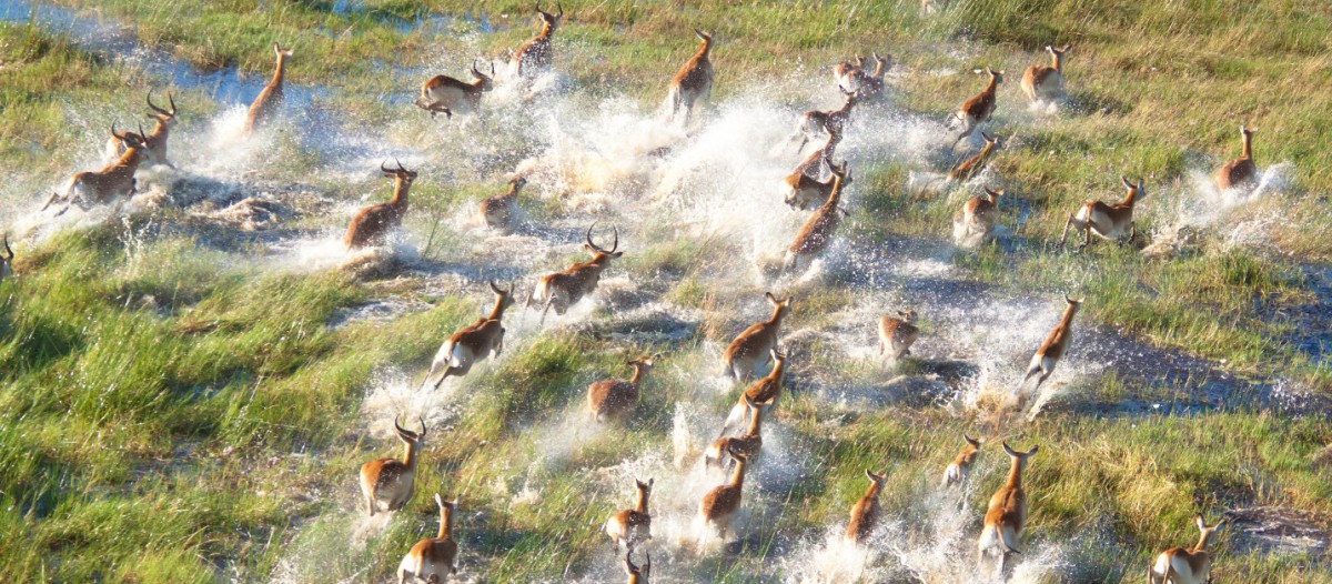 Troupeau d'impalas, Delta de l'Okavango, Botswana