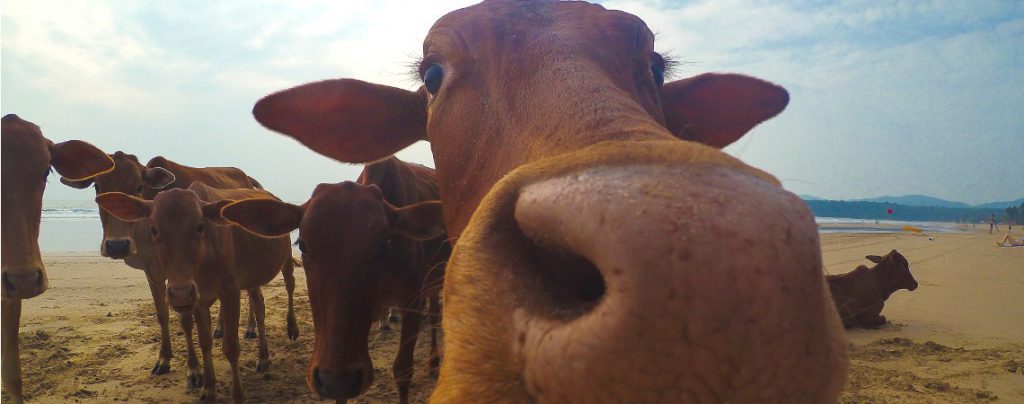 Sigue leyendo Corse : une touriste se fait encorner au visage par une vache vivant sur la plage