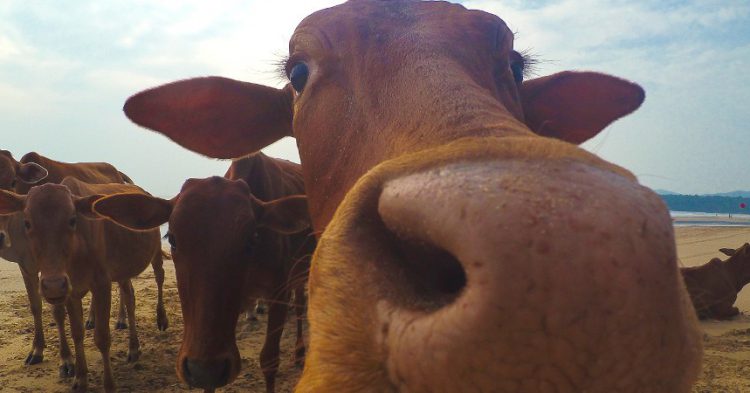 Sigue leyendo Corse : une touriste se fait encorner au visage par une vache vivant sur la plage