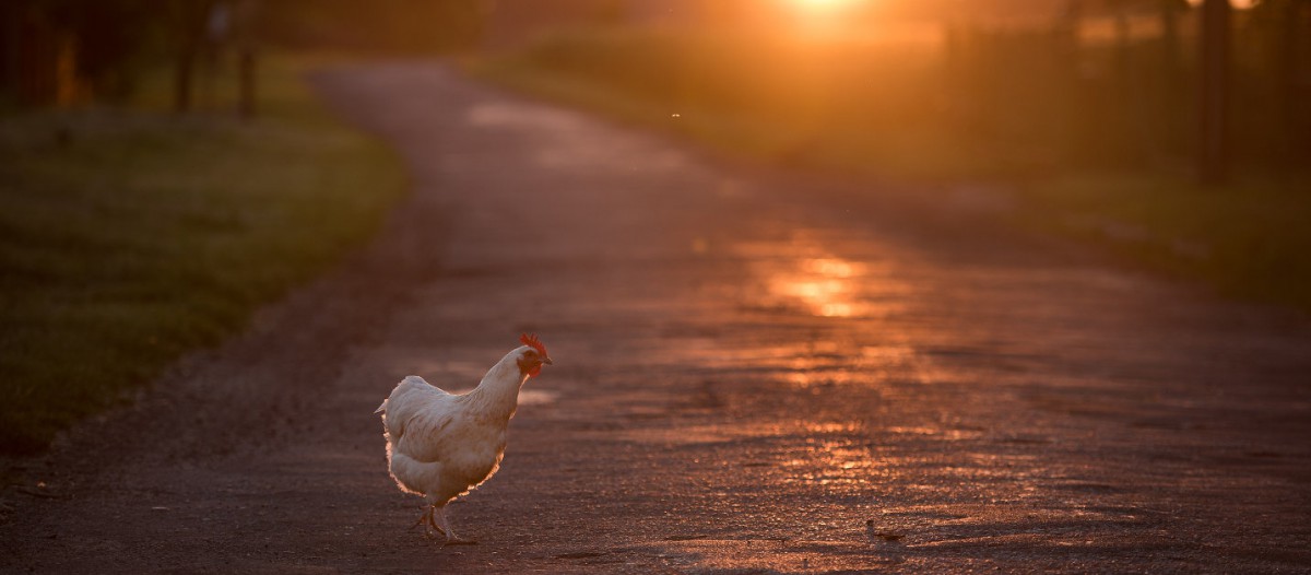 Attention, traversée interdite aux poules en Géorgie - IStock