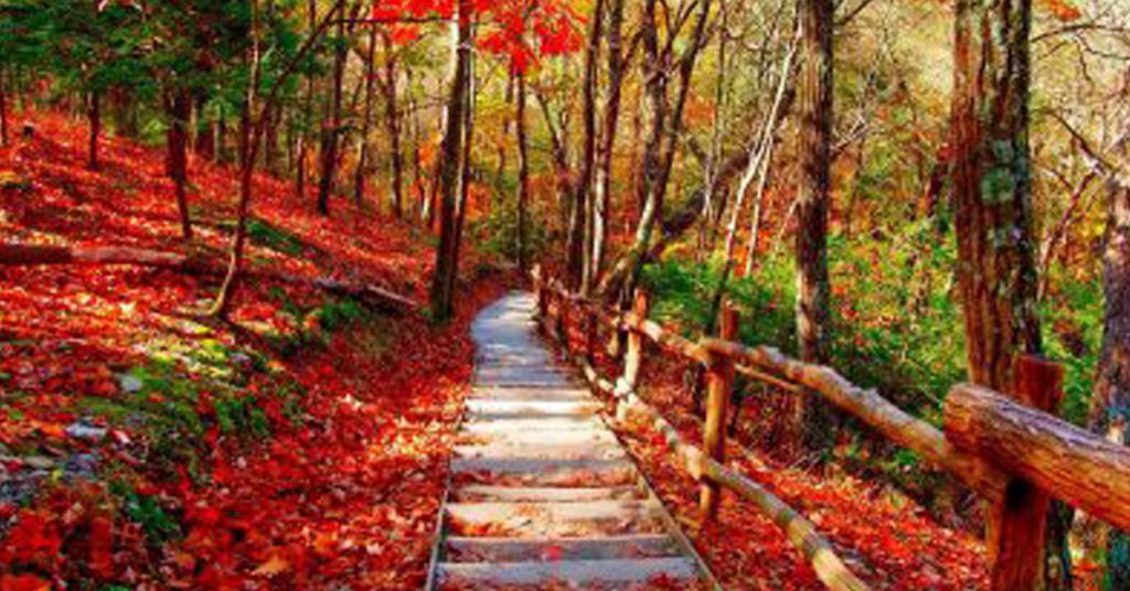 Sigue leyendo Les 10 plus belles forêts du monde