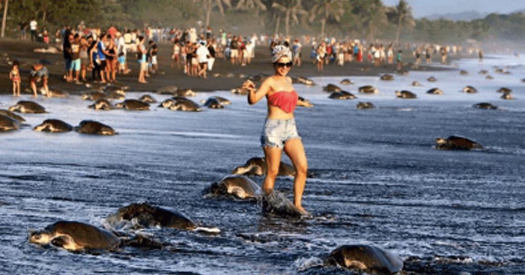 7.La ponte des tortues olivâtres au Costa Rica