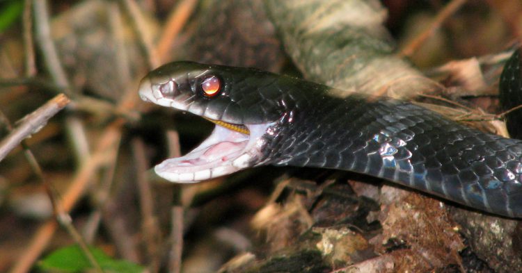 Sigue leyendo 4 dangers mortels que présente Koh Lanta 2017 aux Fidji